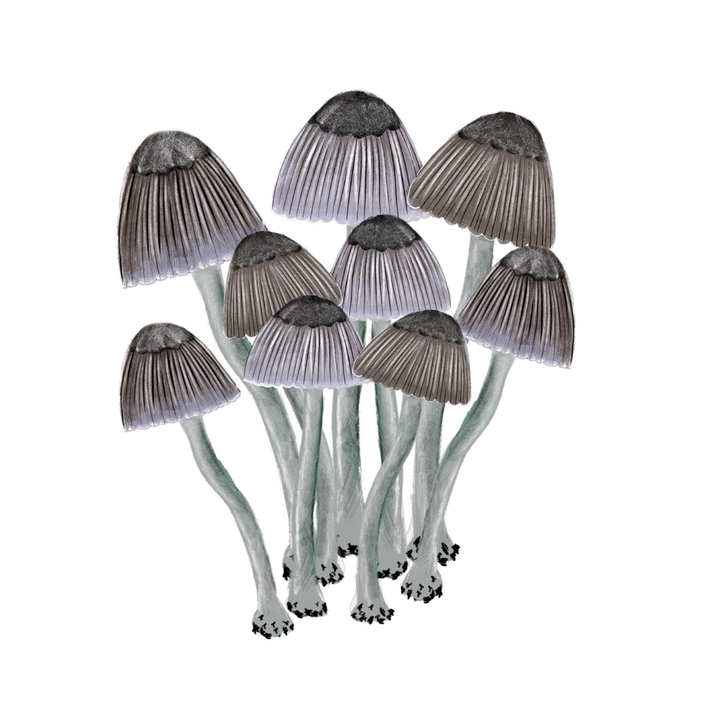 mushrooms 2 in colour with green watercolour striped surround - nature art print by cat dearlove